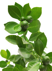 calamondin, calamansi on white background