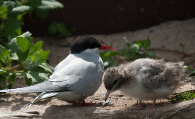 Küstenseeschwalbe mit Küken