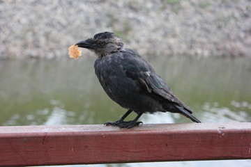 crow with bread in its beak