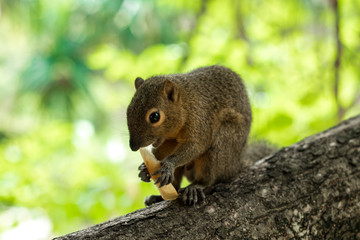Asian Squirrel on a tree eating french fries. Asia, Bali, Indonesia.
