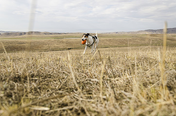 cane gioca all'aperto fox terrier