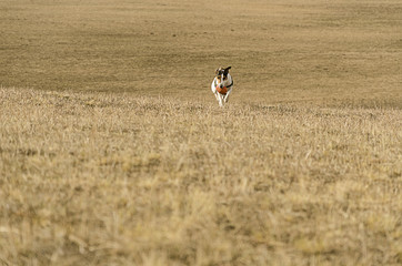 cane gioca all'aperto fox terrier