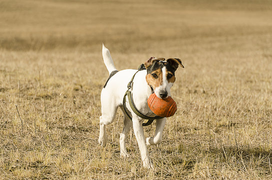 cane gioca all'aperto fox terrier