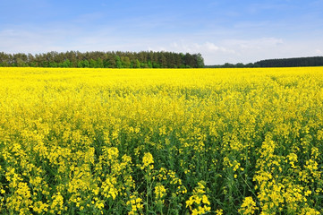 Yellow flowering rapeseed field in perspective. Forest and blue sky in the background.