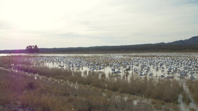 Medium Wide Pan - Thousands of Snow Geese in Desert Marsh