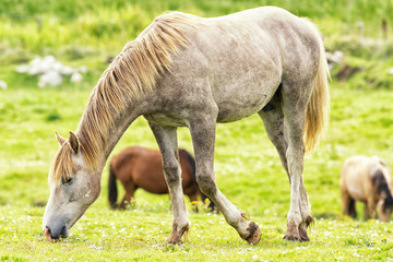 Fototapeta na wymiar Pferd in Irland