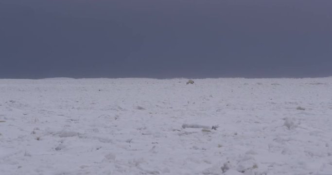 Distant polar bear family walk on undulating waves of sea ice