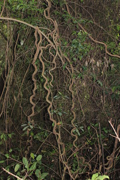 Vines In The Jungle