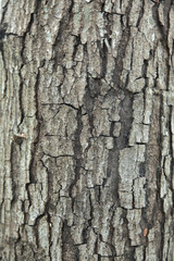Close up to bark texture of tree