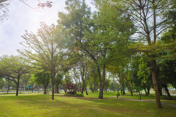 Fototapeta na wymiar Beautiful Tree in the park
