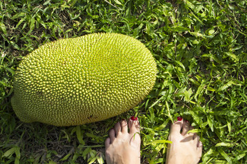 Jackfruit on green grass with woman feet