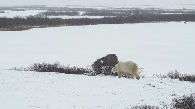 Lone Polar Bear walks across snowy tundra