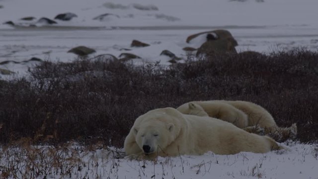 Slow motion - snowing on polar bears sleeping in willows