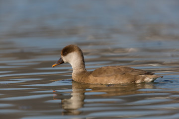 female red-crested pochard (Netta rufina) swimming