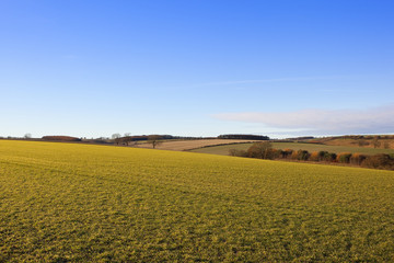 green winter wheat