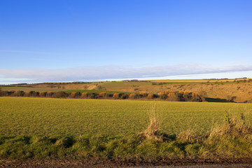 larch and pine trees