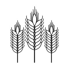 Wheat ear icon. Food grain agriculture and natural theme. Isolated design. Vector illustration