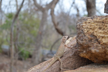 Indian Lizard