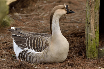 Oca Cignoide  - Anser Cygnoides 