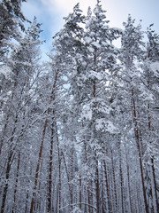 Stretching into the sky snow-covered trunks of fir trees and red pine of winter forest in frosty mist