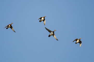 Wood Ducks Flying in a Blue Sky