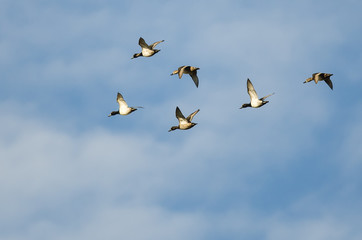 Small Flock of Ring-Necked Ducks Flying in a Blue Sky