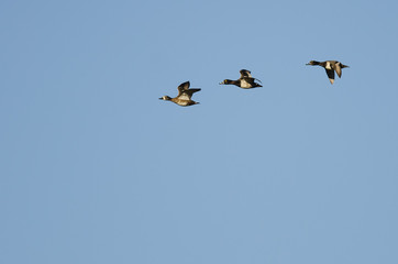 Three Ring-Necked Ducks Flying in a Blue Sky