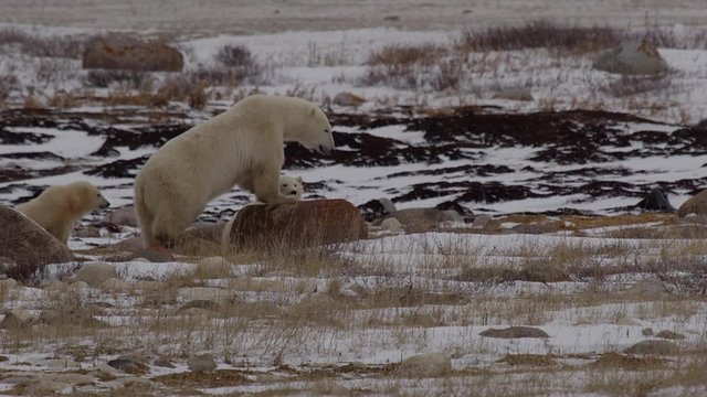 Mother polar bear steps down from rock and cute cub climbs on in snow