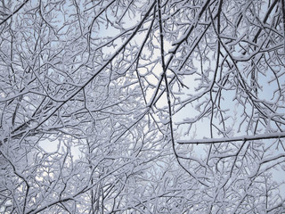 Obraz premium Background of the branches in the snow of dark winter forest in frosty mist
