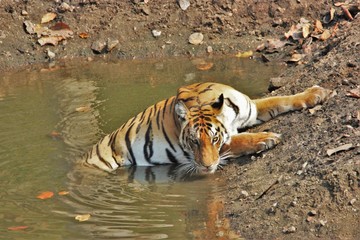 Pench Tiger Reserve