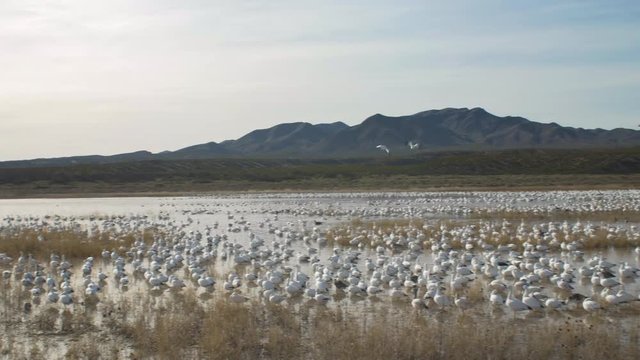 Wide Pan To Track Snow Geese Flying From Flock in Marsh