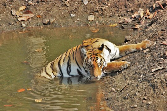 Pench Tiger Reserve