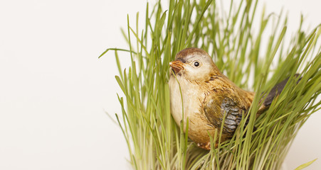 Sparrow in the grass
