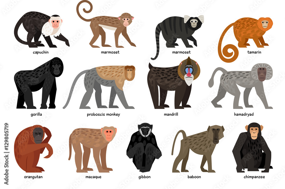 Wall mural big set of different monkeys