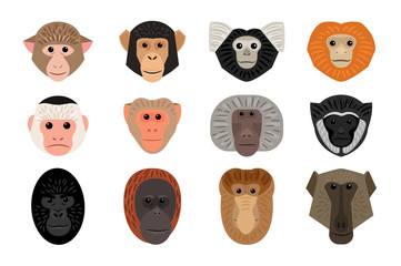 Big set of different Monkey heads