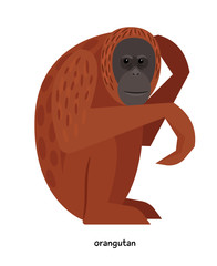 Brown funny orangutan - very large ape © ianakauri