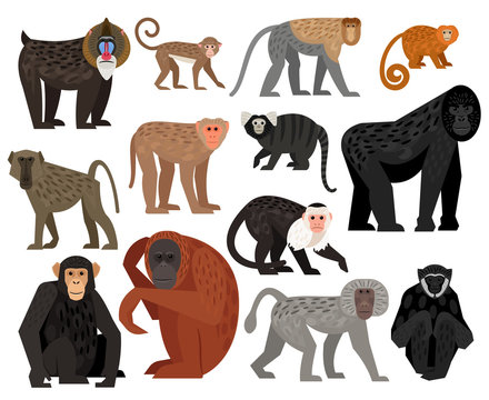 Big collection of different cute Monkeys