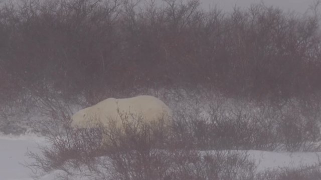 Slow motion - polar bear walking in willows in blizzard