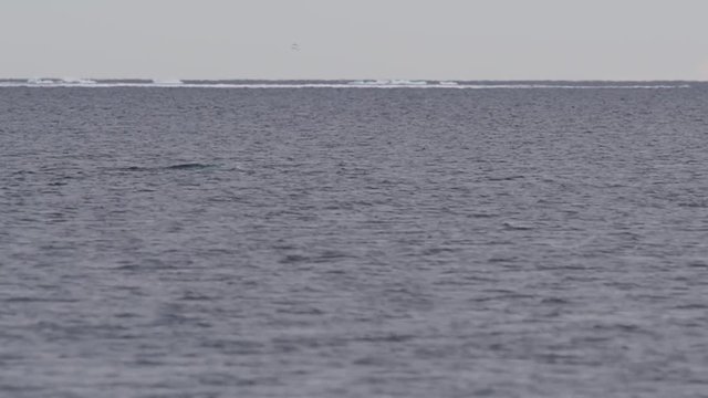 Whales surfacing in the baffin bay in the arctic