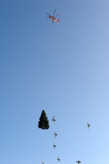 Helicopter transporting christmastree © Helio