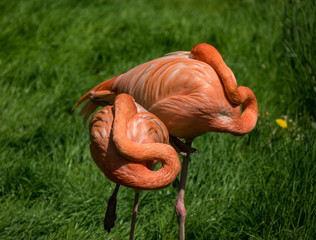 Flamingo in a zoo in the sunlight .