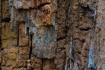 The old and mouldering  bark of  tree
