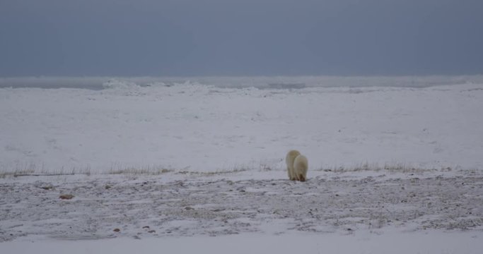 Polar bear and cub venture onto jagged sea ice from shore