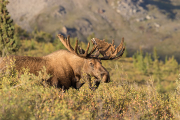 Alaska-yukon Bull Moose