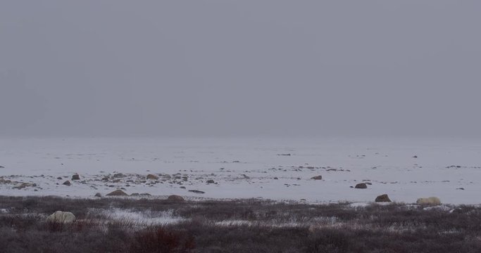 Polar bear from sea ice approaches bear in willow in snow storm