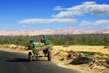 Egyptian peasant rides in a cart © Oleg Znamenskiy