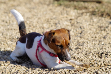 Jack Russel
