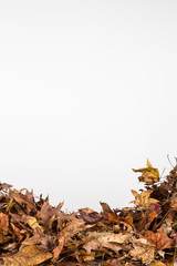 Pile of dried fall leaves with copy space