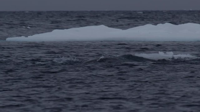 Slow motion - close on narwhals swim in flow of icebergs tusk