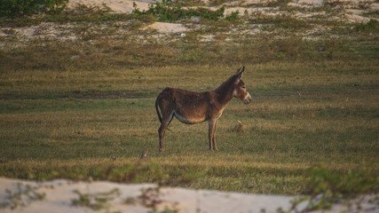 donkey